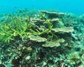 A healthy reef ecosystem in Koh Rong NMP