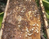 Honey harvesting 