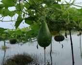 Integrated agriculture, duck rearing and aquaculture is a popular adaptive practice in Shyamnagar