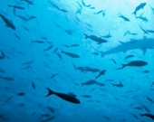 A school of fish in the Indian Ocean 