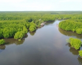 Aerial view of the mangroves of Peam Krasop Wildlife Sanctuary