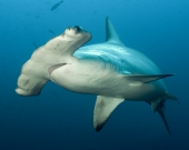 The Scalloped Hammerhead shark (Sphyrna Iewini) is an important part of the artisanal shark fishery in Seychelles.