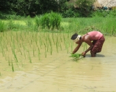 Straight-row transplanting reduces the cost of rice seed