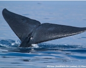 Blue Whale in Mirrisa