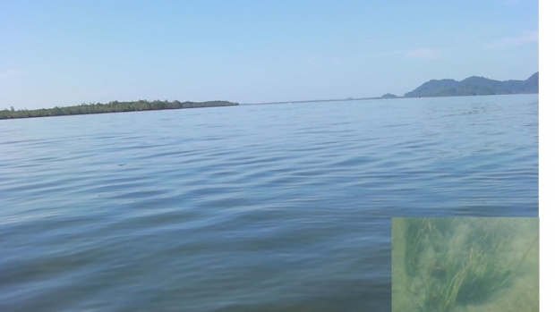 Seagrass species Enhalus Acoroides (insert), possesses medicinal value. 