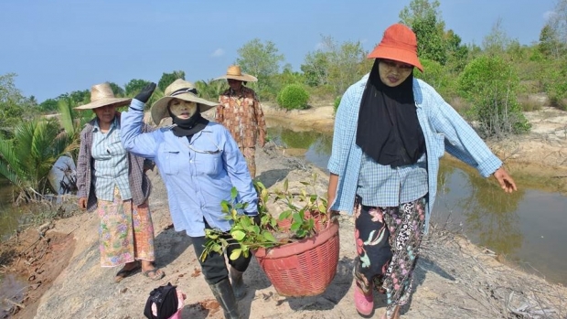 Activity on mangrove conservation.