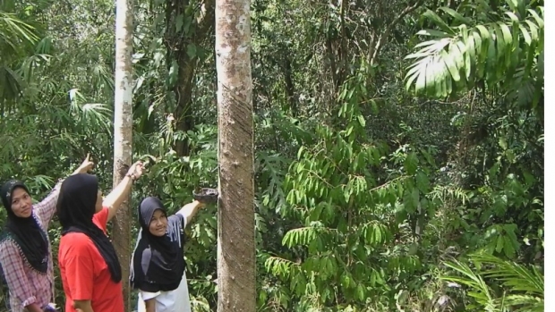 Project members launched an effort to protect terrestrial-mangrove forest of approximately 300 ha. 