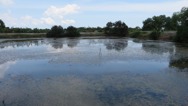 Shrimp farms at Long Khanh Commune, Duyen Hai District, Tra Vinh Province