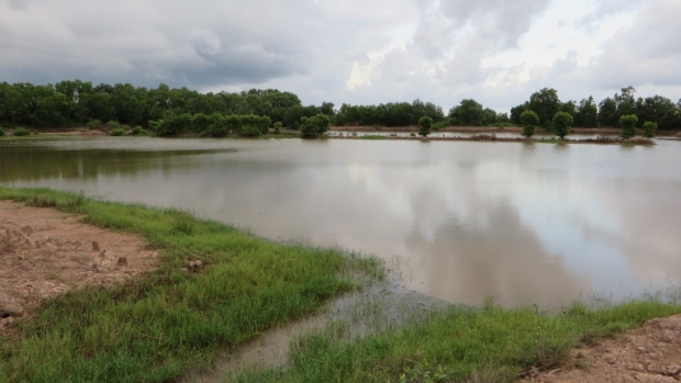 Mangroves in Long Khanh Commune, Duyen Hai District, Tra Vinh, Vietnam