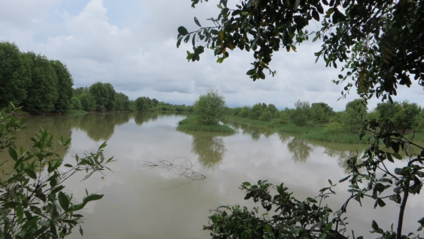 Mangroves in Long Khanh Commune, Duyen Hai District, Tra Vinh Province, Vietnam