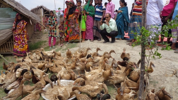 Feeding ducks