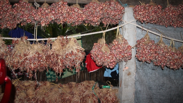 Onion harvest drying