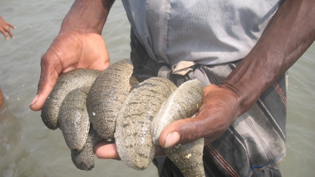 Sea cucumber culture 