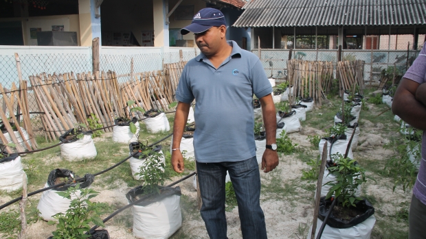 Drip irrigated school vegetable garden