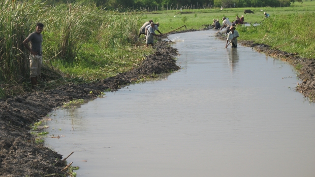  Cattail removal 