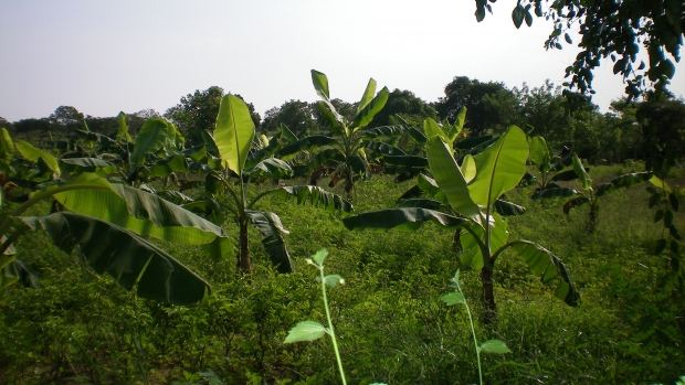  Home gardens with plants to supply firewood around Rekawa