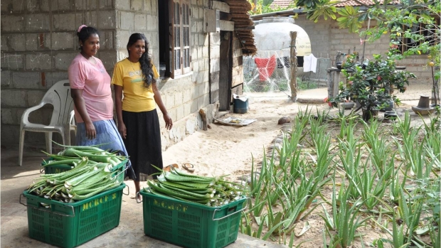 Aloe vera plantation managers 