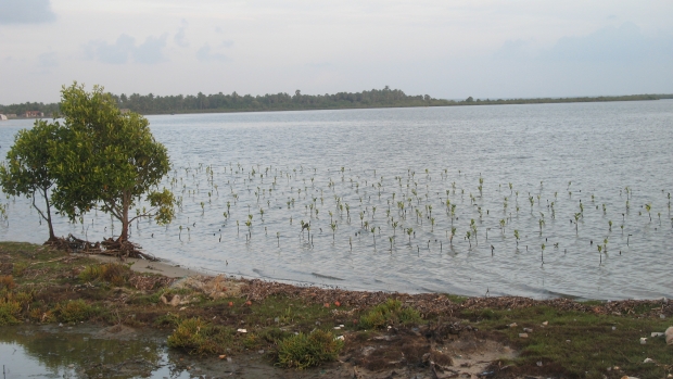  Community based mangrove planting at Kurakkanhena