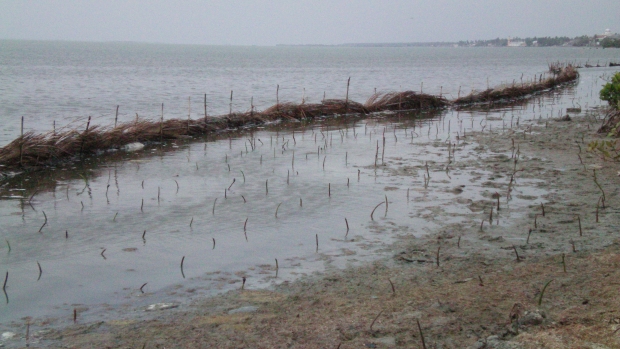 Replanting mangroves in the Dutch Canal 