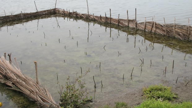  Rmucronata planting at Puttalam 