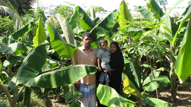  Homestead Banana cultivation Batticaloa 