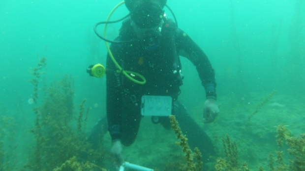 Seaweeds Survey