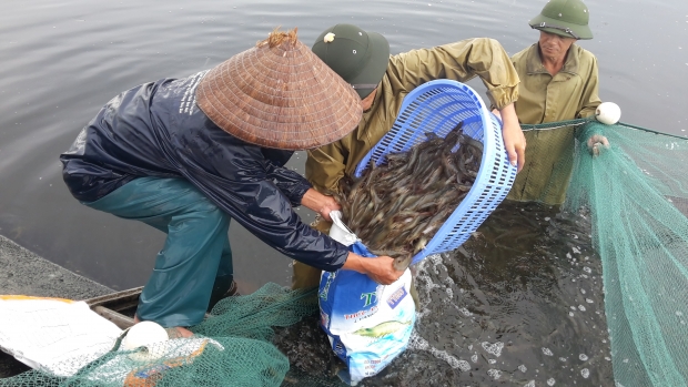 Harvesting shrimp