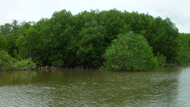 Shrimp mangrove polyculture at An Thuy Commune, Ba Tri District, Ben Tre Province 