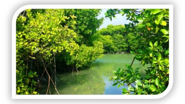 Huraa mangroves will undergo a biodiversity assessment & ecological valuation under a small grant facility project in MFF