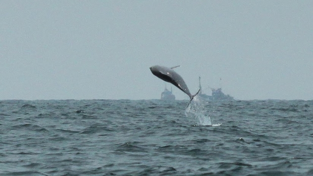 Indo-Pacific Humpback Dolphins in the Mandovi Estuary