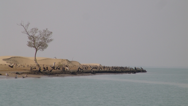 Sand Dune Stabilization for Mangrove Protection in Miani Hor