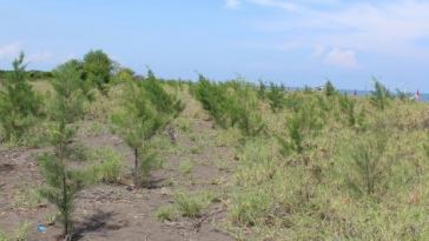 Casuarina trees planted by the community to reduce the impacts of coastal erosion.