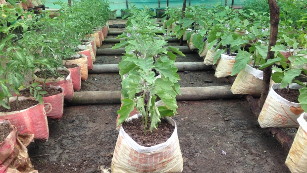Climate-smart integrated vegetable farming