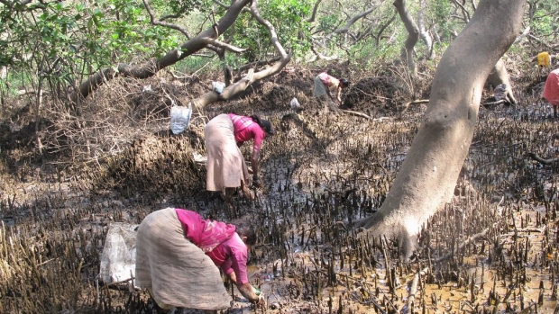 Collection of Cardium sp. (clams) a regular  activity in mangroves