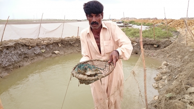 Crab Fattening