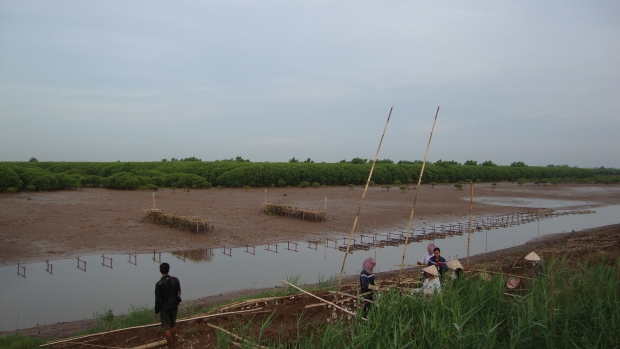 Oysters farming using hanging medium