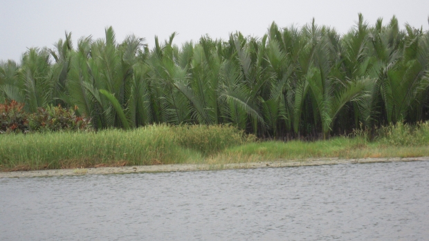 Nipa palm in Tich Tay Village