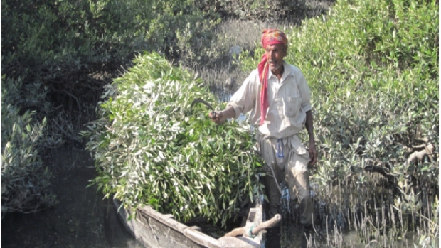 Sustainable Use of Mangroves for Small-Scale Entrepreneurs