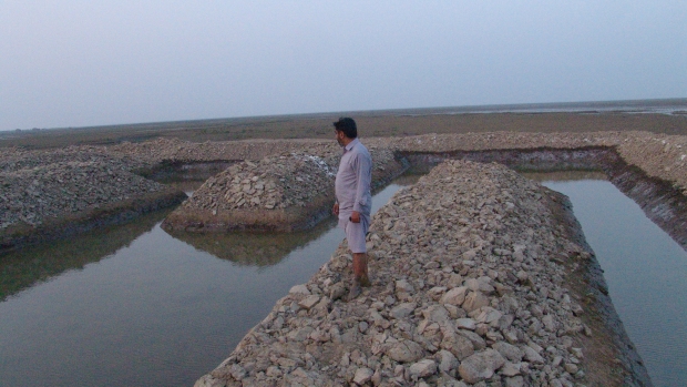 Integrated Shrimp Ponds in the Indus Delta