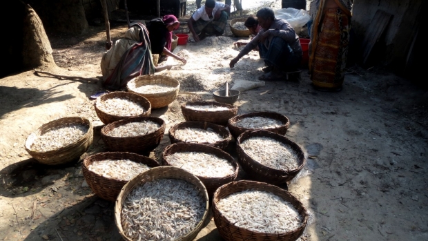 Fishermen processing fish for drying in Shyamnagar