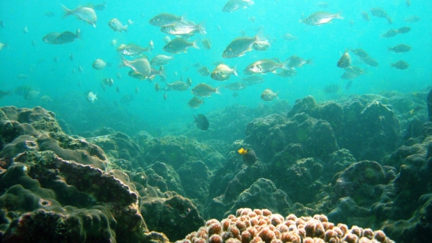 Coral reef, Astola Island MPA