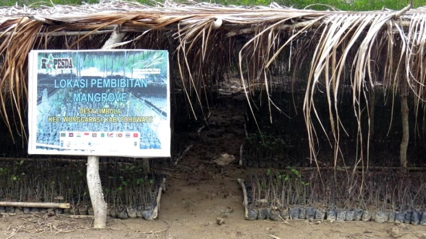 Mangrove nursery