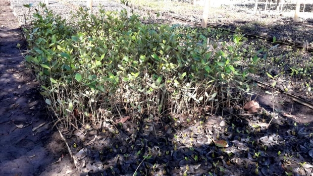 Mangrove seedlings to be planted