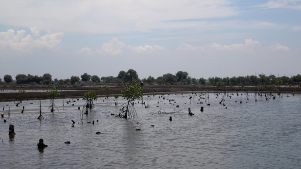 One of the mangrove revegetation sites