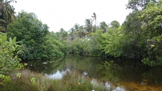 A mangrove ecosystem in G.Dh Hoandedhoo