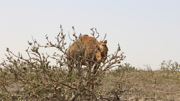 Assessment of Camel Grazing