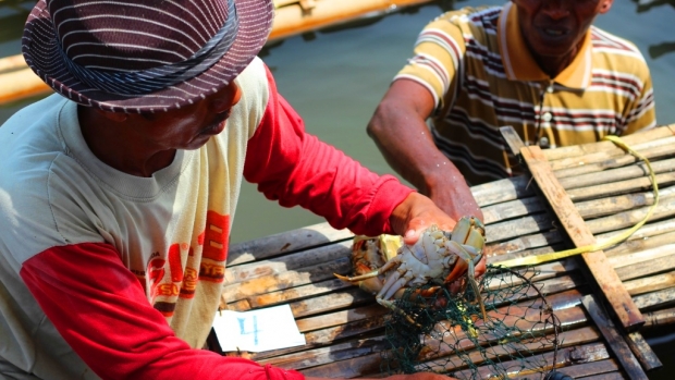 Crab fattening