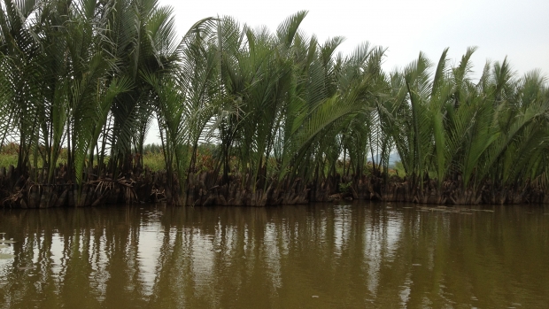 Nypa Palm forest, Tich Tay, Tan Nghia, Nui Thanh, Quang Nam