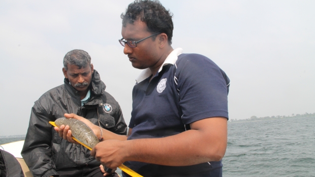 Sampling sea cucumber diversity