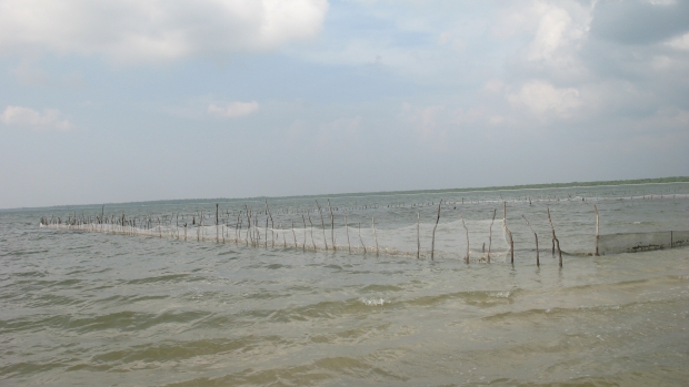 Sea weed culture site